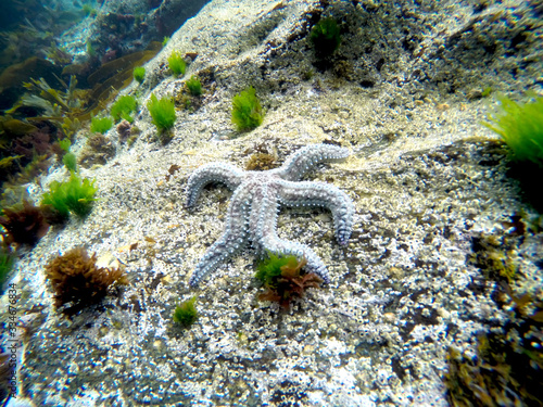 underwater starfish