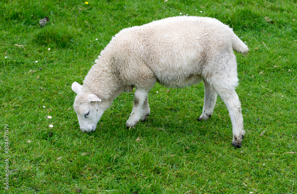 A white lamb in a green lawn in the highlands in Scotland in Mull island one of the Inner Hebrides A white lamb in a green lawn in the highlands in Scotland in Mull island one of the Inner Hebrides
