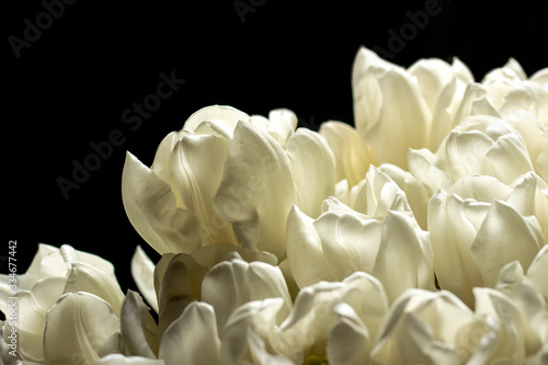 Beautiful fresh cream tulips. Top view, flat lay. Spring concept, spring flowers