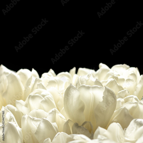 Beautiful fresh cream tulips. Top view, flat lay. Spring concept, spring flowers