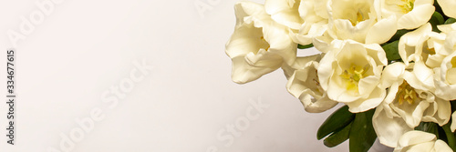 Beautiful fresh cream tulips on a light background. Close-up. Top view, flat lay. Spring concept, spring flowers. Banner © Alex