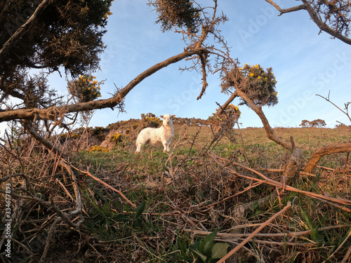 Curious young lamb