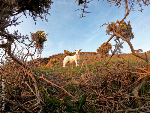 curious lamb