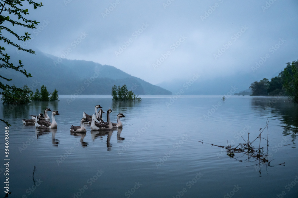 Naklejka premium A flock of geese on a cloudy day