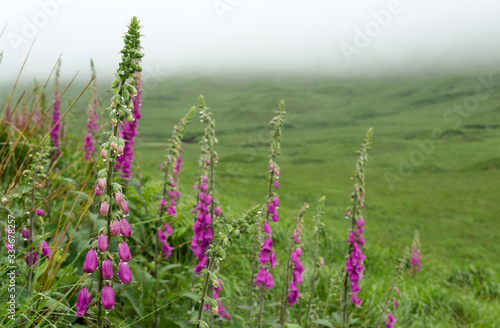 A common view of the Scottish landscape. Some purple heather flowers on a green lawn, a wide lake in the background and thick layer of fog. A scenic atmosphere and weather for a a summer road trip