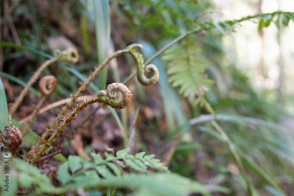 Close up of fern buds at a trail in the mountain in spring. Close up of fern buds at a trail in the mountain in spring.