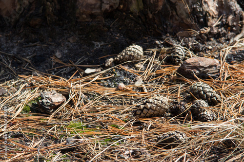 snake in forest