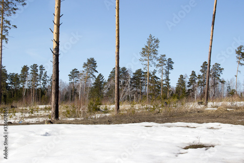 forest in winter