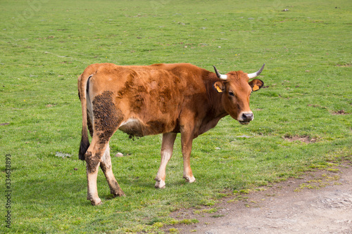 vaca marron parada a un lado del camino de tierra