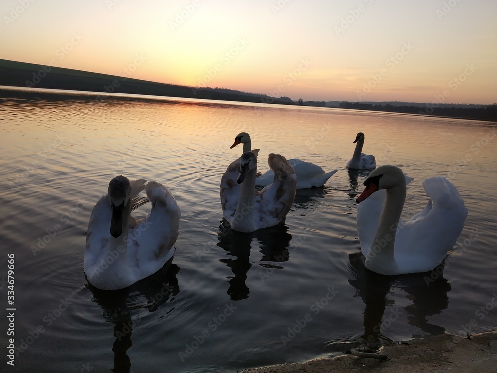 Fototapeta premium Beautiful wild swans at sunset.