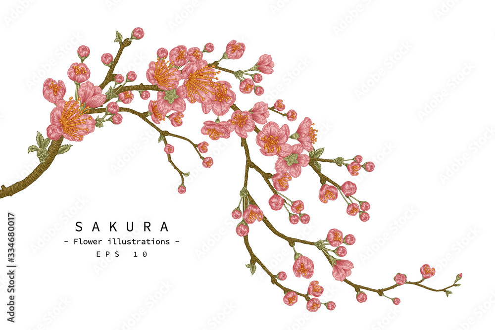 Sketch Floral decorative set. Cherry blossom flower drawings. Vintage