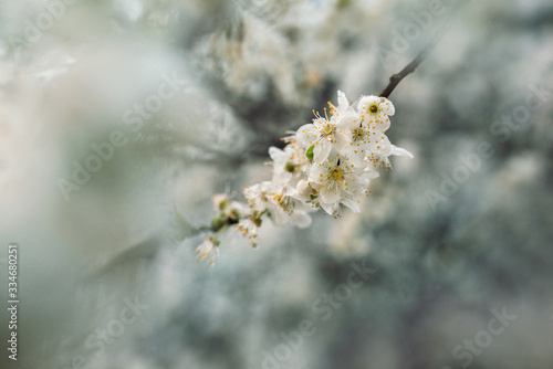 Blooming plum tree in spring, beautiful background, soft focus