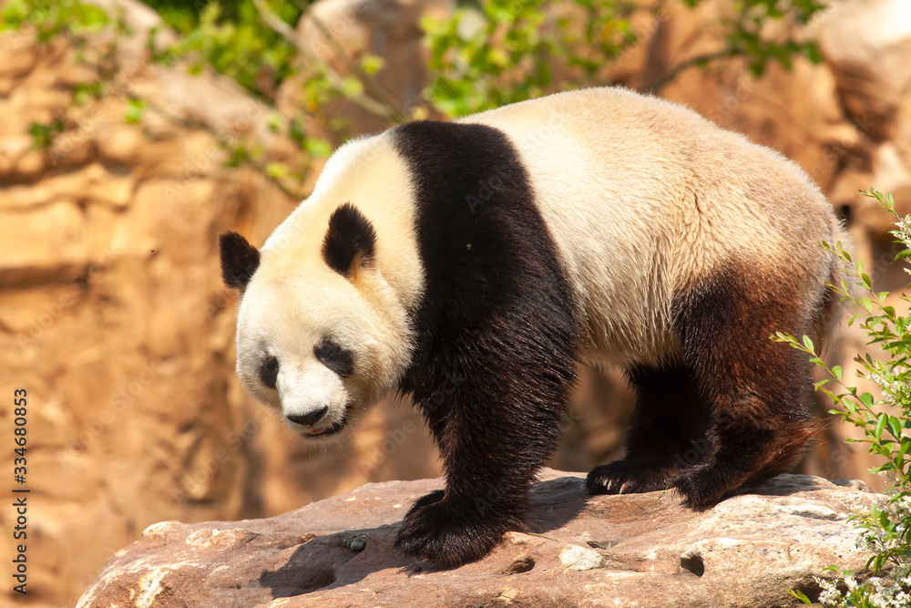 Obraz premium Panda géant de face