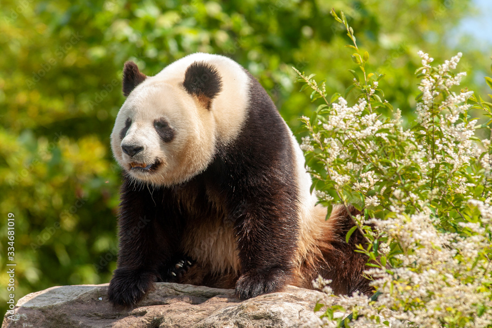 Obraz premium Panda géant de face