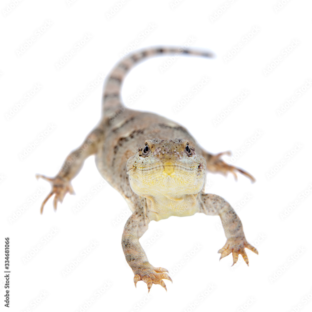 Naklejka premium Bibron's iguana or Diplolaemus bibronii on white