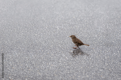 A little sparrow is eating bread crumbs on the street.