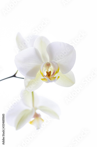 Fototapeta Naklejka Na Ścianę i Meble -  White orchid isolated on white background