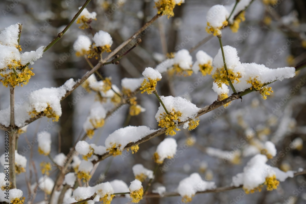 The blooming tree with yellow flowers - Cornus mas (Cornelian cherry, European cornel or Cornelian cherry dogwood) covered snow. The return of winter in spring, when fruit trees begin to bloom. The blooming tree with yellow flowers - Cornus mas (Cornelian cherry, European cornel or Cornelian cherry dogwood) covered snow. The return of winter in spring, when fruit trees begin to bloom.