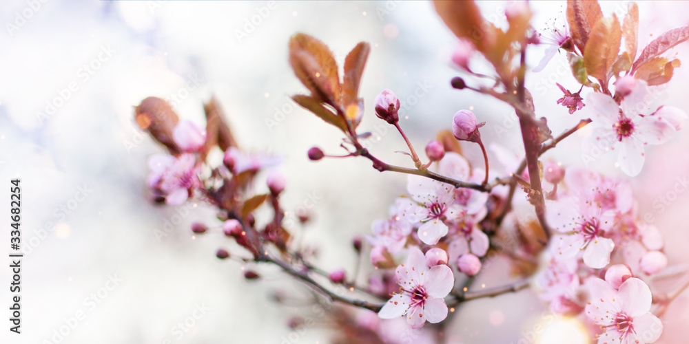 Amazing cherry blossoms over blurred nature background with bright bokeh. Spring blooming tree background.