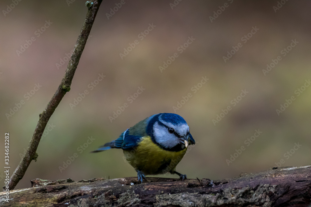 Blue tit at a feeding place at the Mönchbruch pond in a natural reserve in Hesse Germany. Looking for food in winter time. Blue tit at a feeding place at the Mönchbruch pond in a natural reserve in Hesse Germany. Looking for food in winter time.