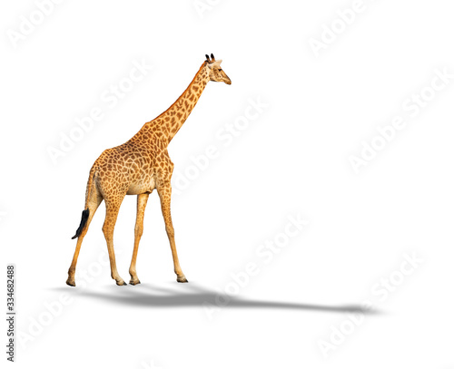 Giraffe walking isolated on white background with shadow