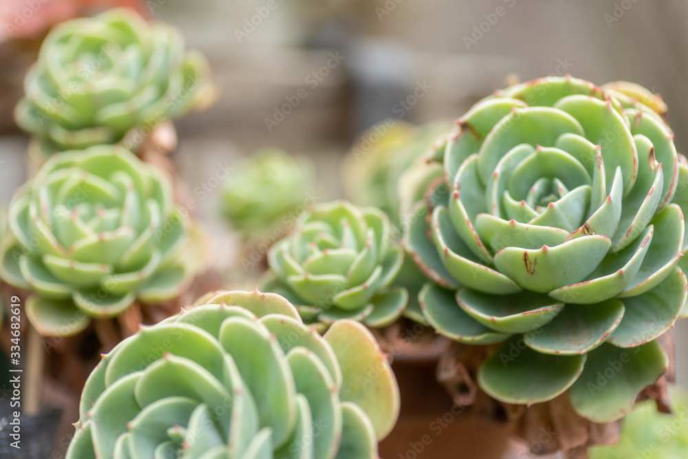 Fototapeta premium 多肉植物