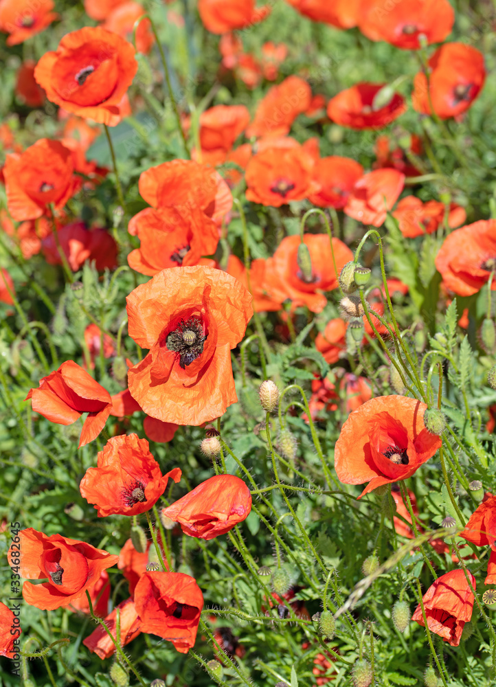 Blühender Klatschmohn, Papaver rhoeas, im Frühsommer Blühender Klatschmohn, Papaver rhoeas, im Frühsommer