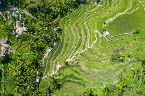 Bali Rice Terrace from Above photo