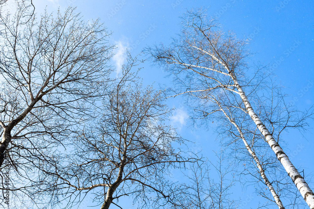 Obraz premium tops of trees in forest and blue sky in snowfall