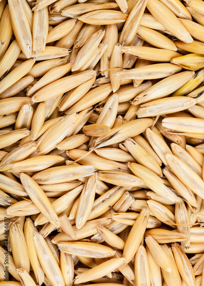 rough seeds of cultivated oat rough seeds of cultivated oat