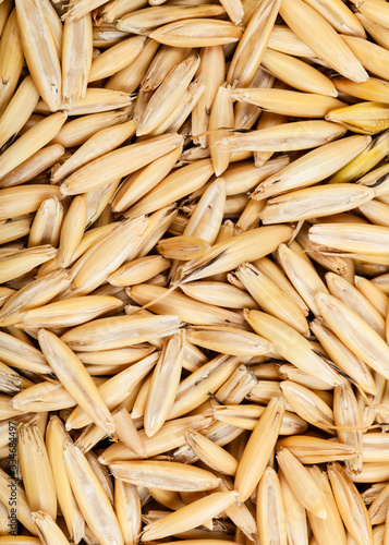 rough seeds of cultivated oat