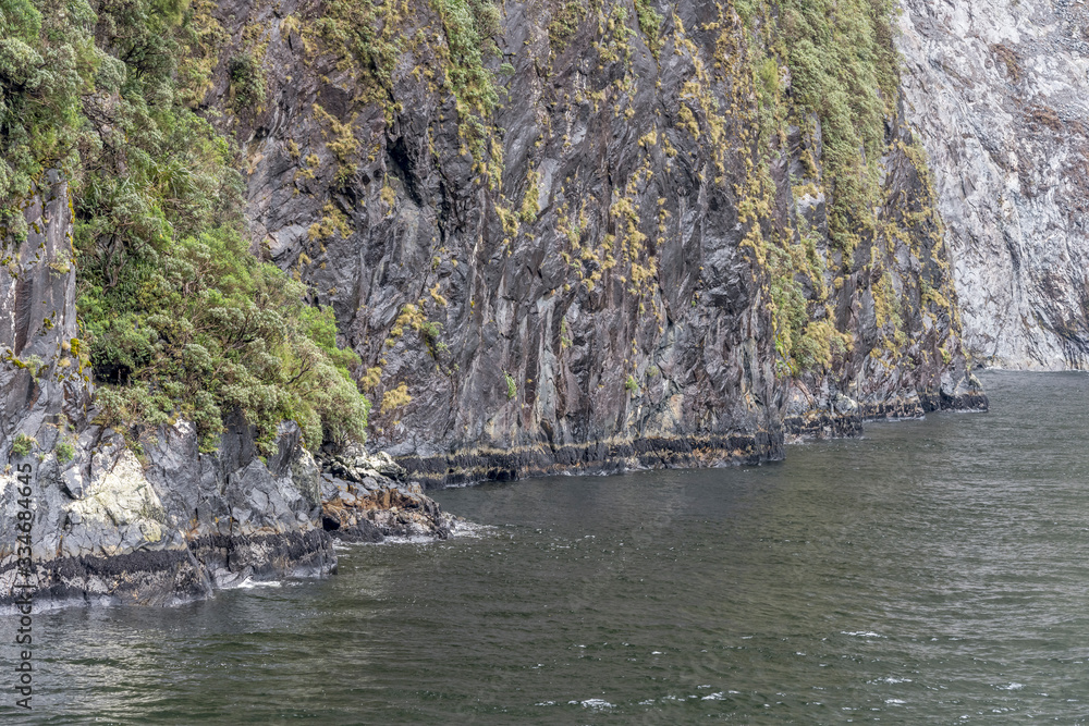 vegetation clinging on steep cliff face at fjord shore, Milford Sound, New Zealand vegetation clinging on steep cliff face at fjord shore, Milford Sound, New Zealand