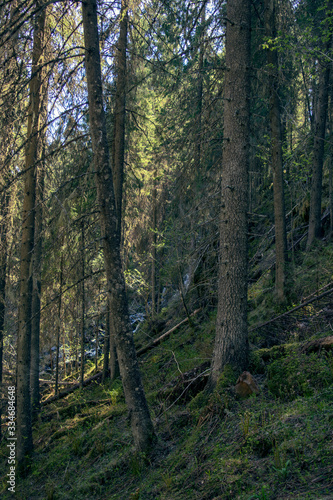 trees in the forest