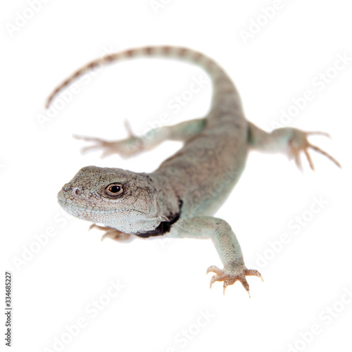 Pretty grey lizard Pristidactylus nigroiugulus on white