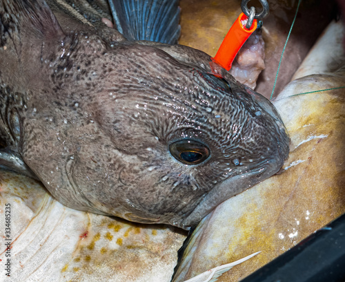 terrible toothfish head, with sharp teeth sticks into another fish in a catch box. Sea fishing. photo