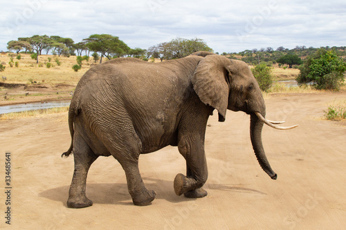 Female elephant walking on the yellow grass of the savanna of Tarangire National Park  in Tanzania