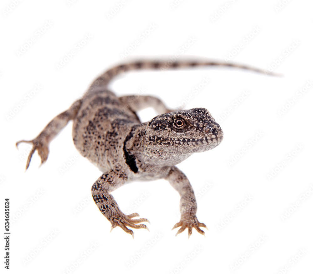 Naklejka premium Pretty grey lizard Pristidactylus nigroiugulus on white