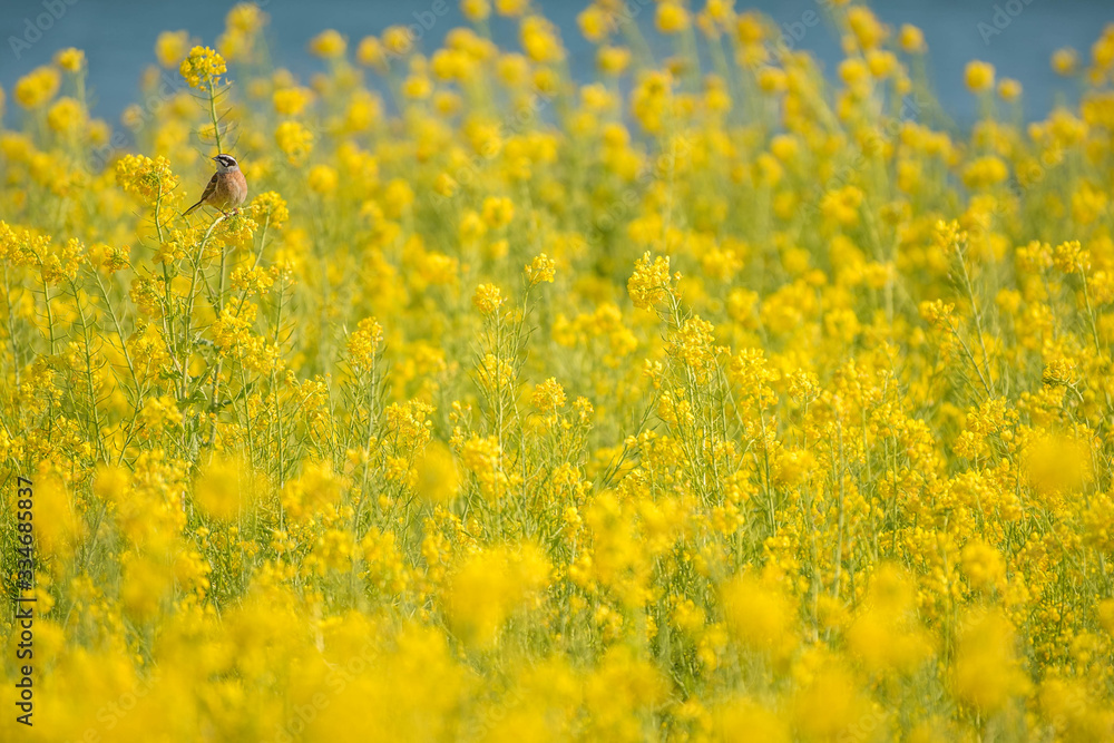 Fototapeta premium 菜の花畑のメジロ