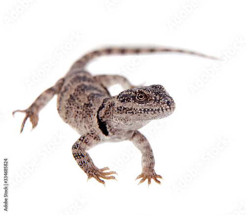 Pretty grey lizard Pristidactylus nigroiugulus on white