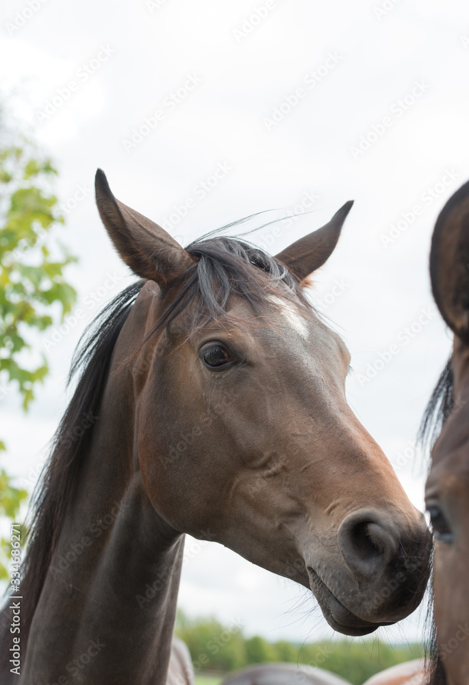 aufmerksames Pferd mit geblähten Nüstern schnuppert an einem anderen Pferd