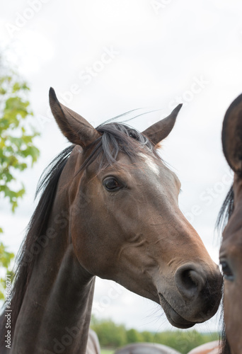 aufmerksames Pferd mit geblähten Nüstern schnuppert an einem anderen Pferd © Sibylle