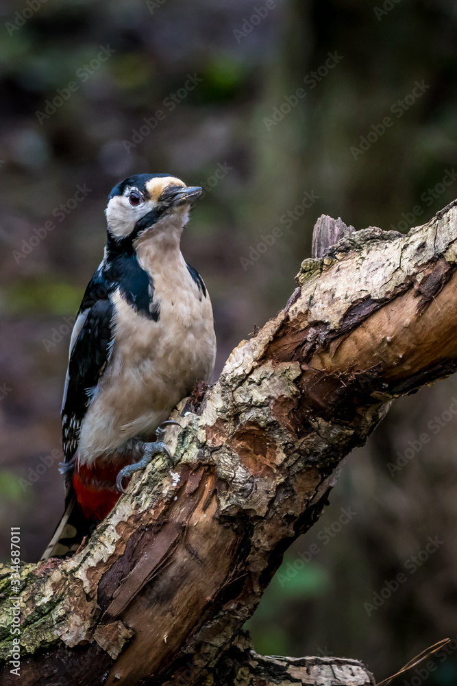 Fototapeta premium A woodpecker in a little forest not far away from the Mönchbruch pond, a natural reserve. Looking for food in winter.