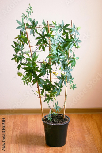  Passiflora cincinnata flowers grow in pot. 