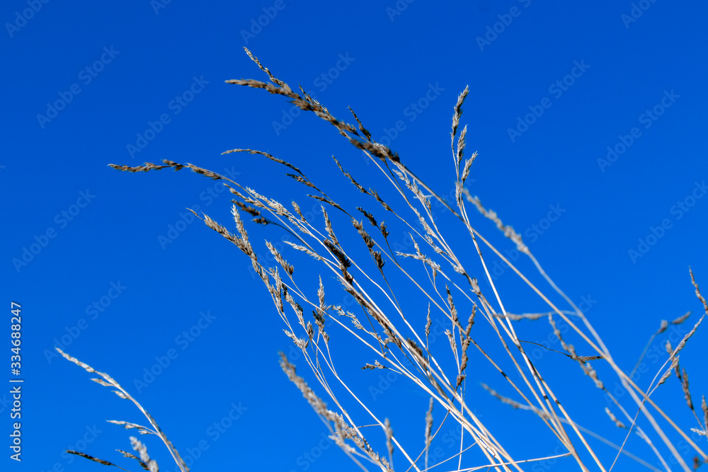 Fototapeta premium De l'herbe dans le ciel bleu