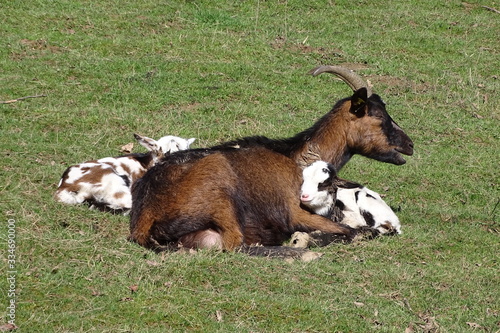 Junge Ziegen mit der Mama bei der Mittagsruhe