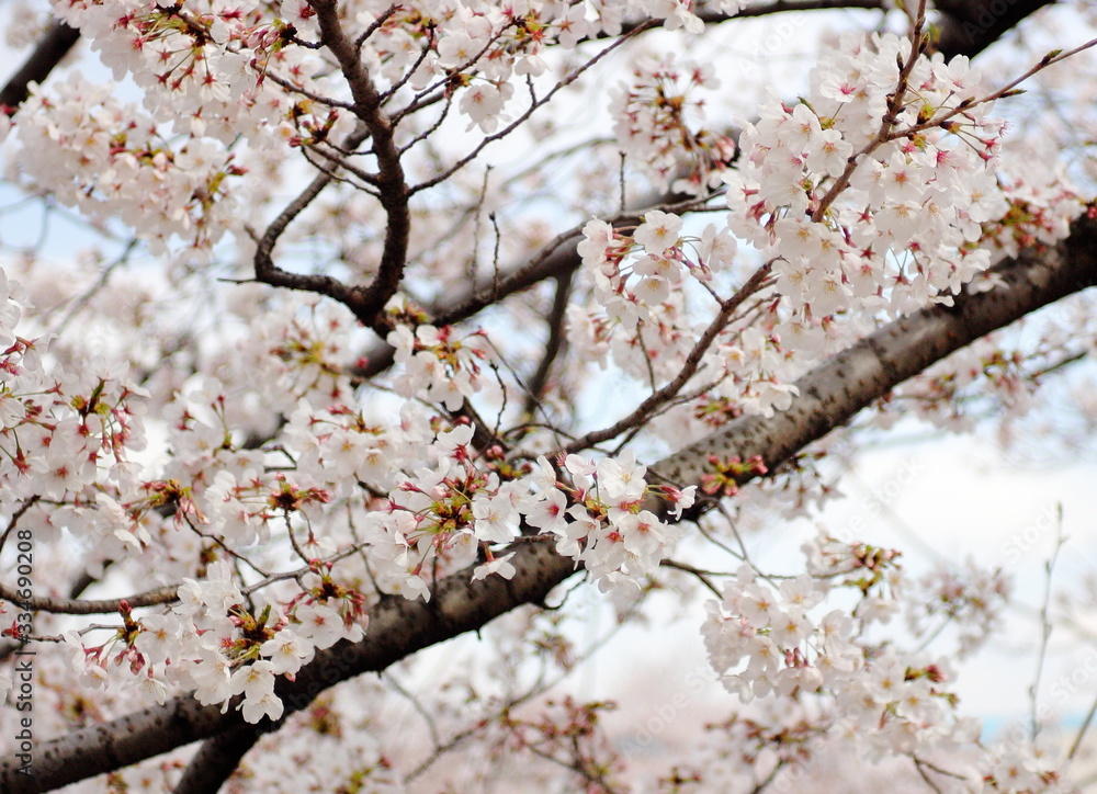 Fototapeta premium アップ 日本のさくら 桜 染井吉野 ソメイヨシノ
