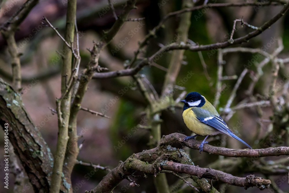 Naklejka premium A black tit or also called coal tit at a feeding place at the Mönchbruch pond in a natural reserve in Hesse Germany. Looking for food in winter time.