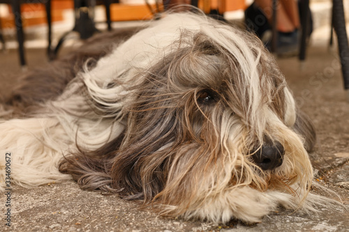 dog breed bobtail close-up lies looking at the camera