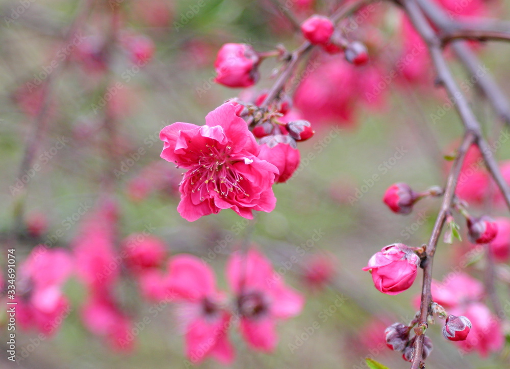 濃いピンク色の花 背景のぼけが美しい 濃いピンク色の花 背景のぼけが美しい