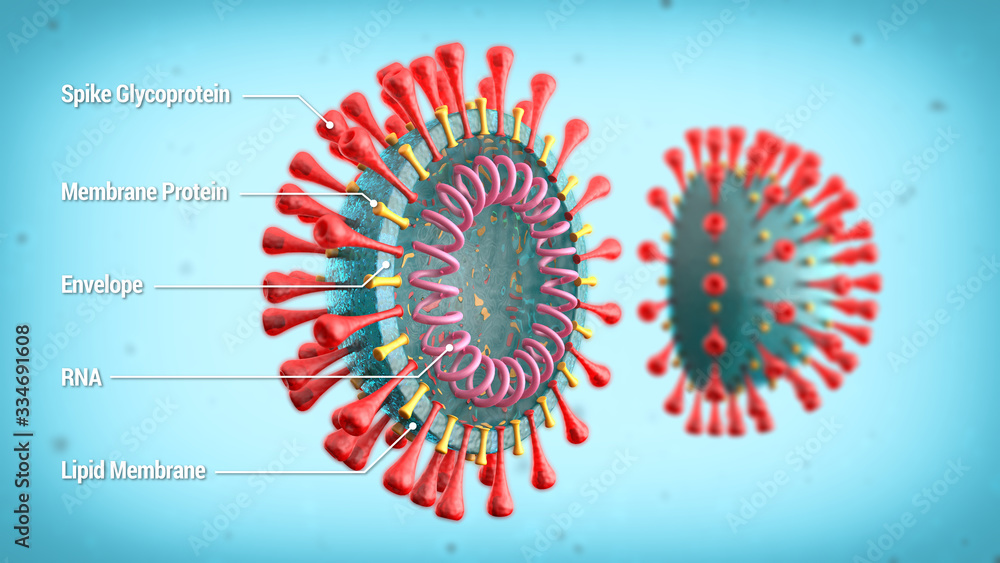 Labelled diagram of COVID19 cell structure showing spike glycoprotein